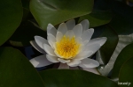 수련