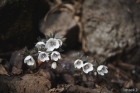 변산바람꽃