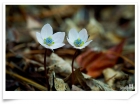 변산바람꽃
