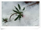 雪中 변산바...