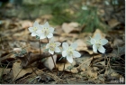 변산바람꽃