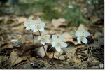 변산바람꽃