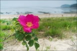 해당화