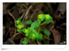 산괭이눈