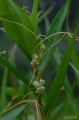 실새삼