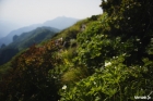 바람꽃