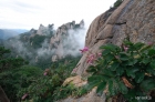 산오이풀