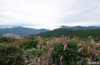 산오이풀