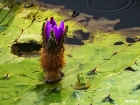 가시연꽃