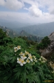 바람꽃