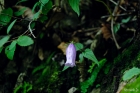 금강초롱꽃